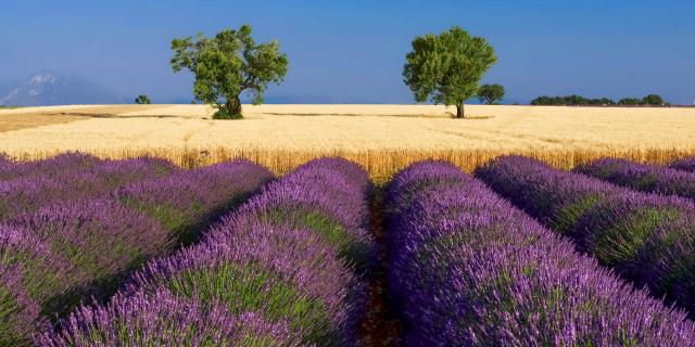 Lavande Ble Valensole Provence Amouton