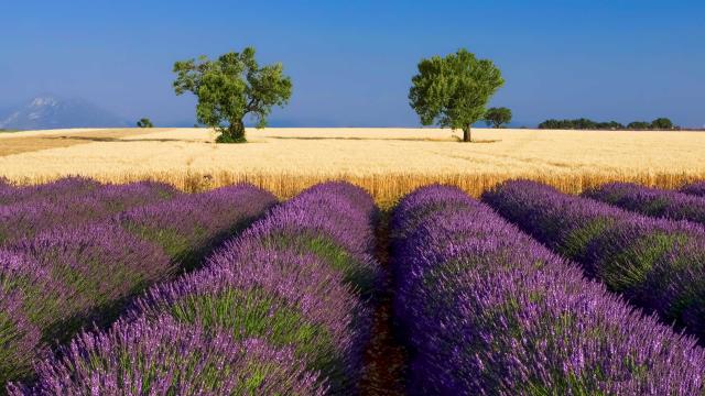 Lavande Ble Valensole Provence Amouton