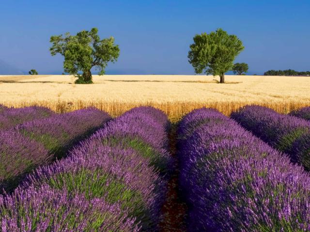 Lavande Ble Valensole Provence Amouton