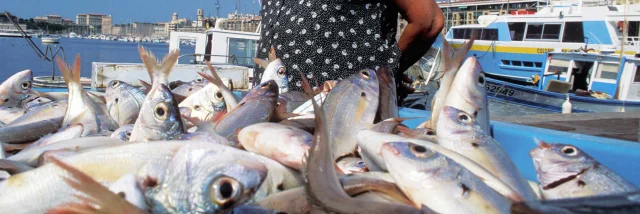 Marche Poissons Vieux Port Marseille