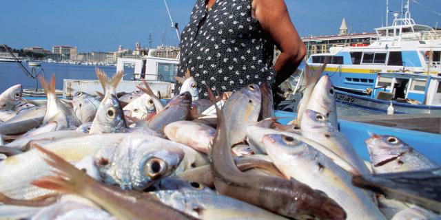 Marche Poissons Vieux Port Marseille