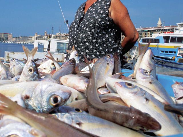 Marche Poissons Vieux Port Marseille