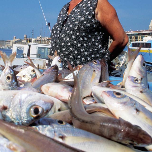 Marche Poissons Vieux Port Marseille