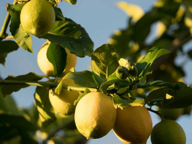 Citronnier Menton Alpes Maritimes Sdoig