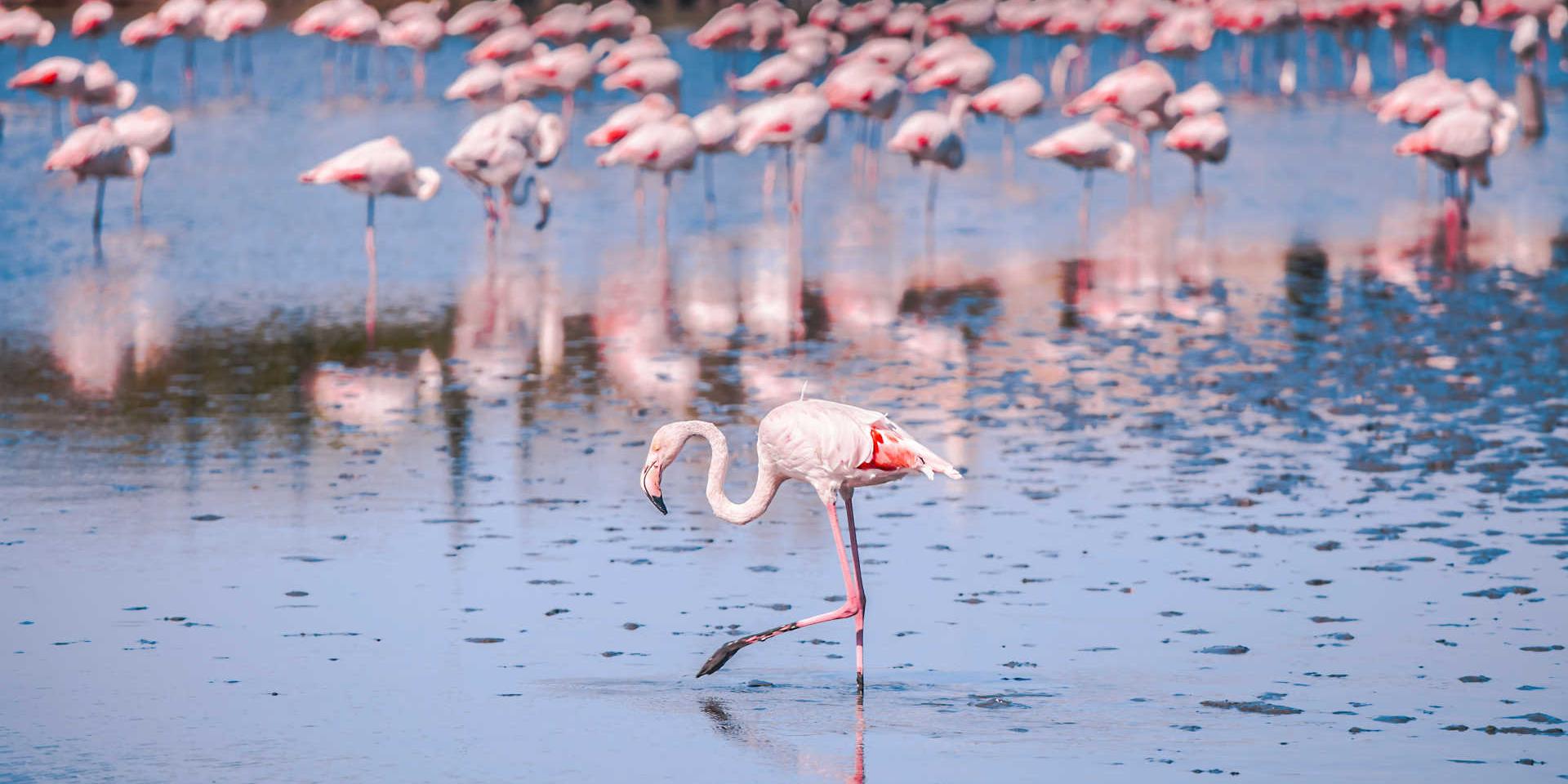 Flamant rose dans un marais de Camargue