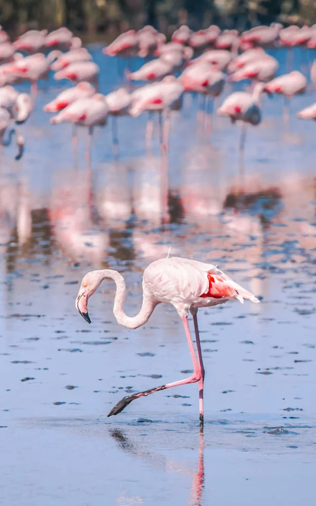 Flamant rose dans un marais de Camargue