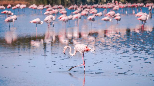 Flamant Rose Camargue Provence Jd Designs