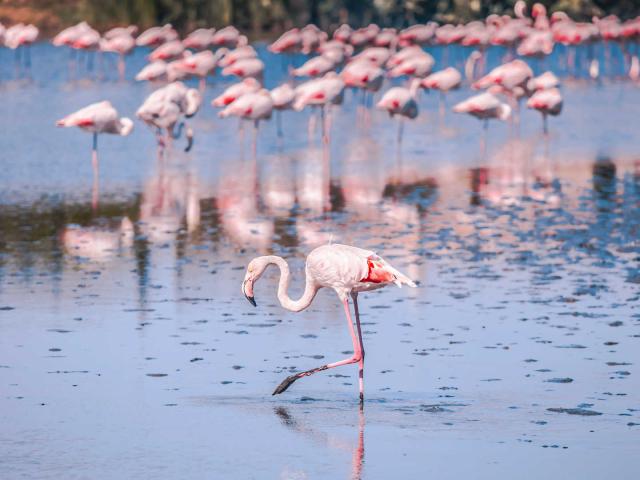 Flamant Rose Camargue Provence Jd Designs