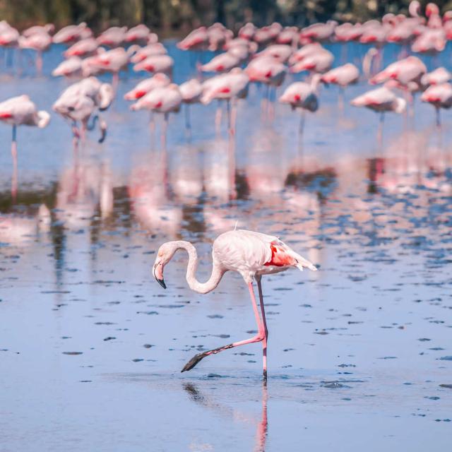 Flamant Rose Camargue Provence Jd Designs