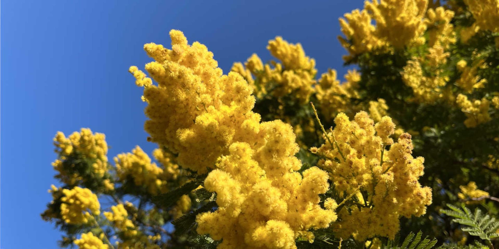 Branch of mimosa in bloom and blue sky in Provence-Alpes-Côte d'Azur