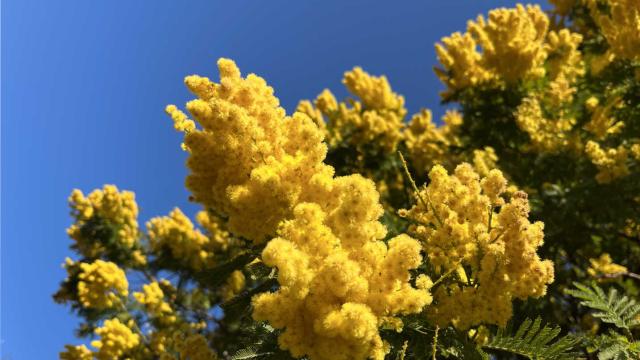 Branche de mimosa en fleurs et ciel bleu