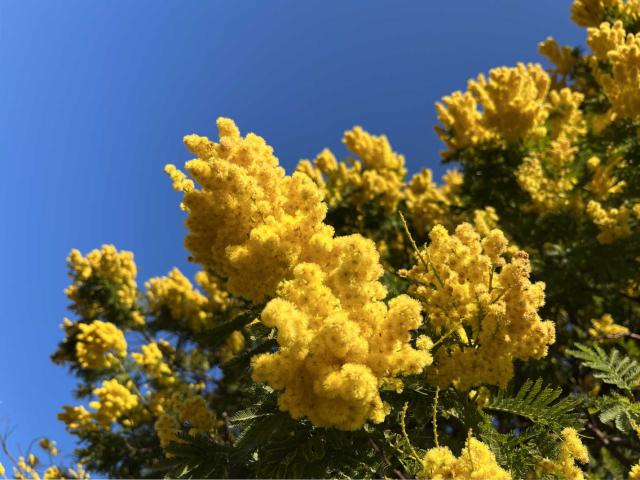 Branche de mimosa en fleurs et ciel bleu