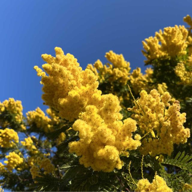 Branch of mimosa in bloom and blue sky in Provence-Alpes-Côte d'Azur