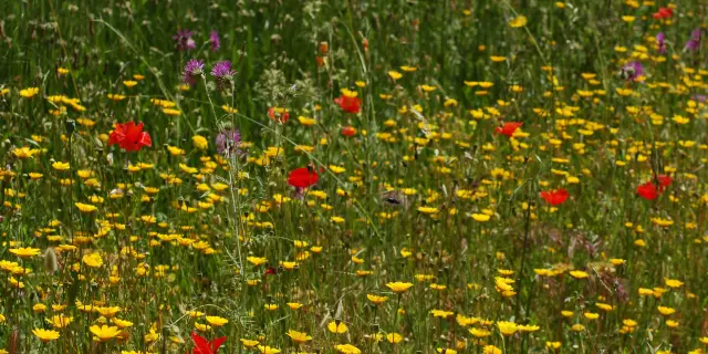 Fleurs Champ Massifdesmaures Var Yl Magadure