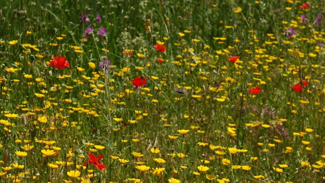 Fleurs Champ Massifdesmaures Var Yl Magadure