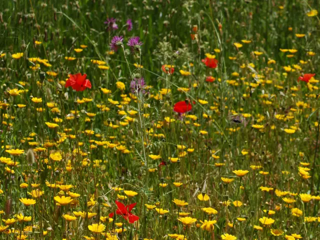 Fleurs Champ Massifdesmaures Var Yl Magadure