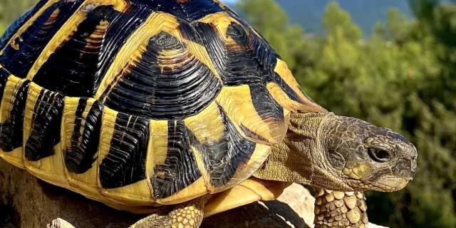 Massif Des Maures Tortue Hermann Fbonin Tortupolefrance