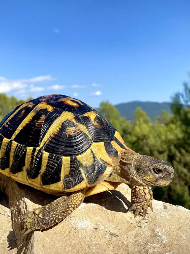 Massif Des Maures Tortue Hermann Fbonin Tortupolefrance