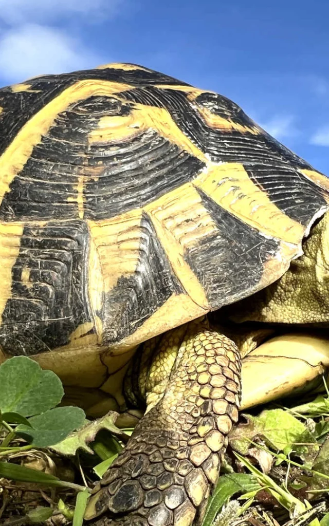 Tortue Hermann Massif Des Maures Provence Fbonin Tortupolefrance