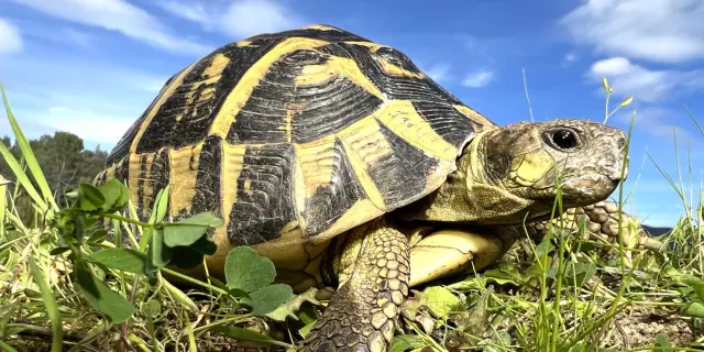 Tortue Hermann Massif Des Maures Provence Fbonin Tortupolefrance