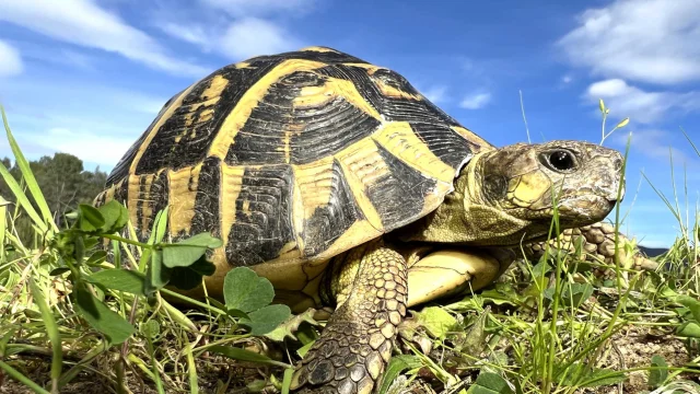 Tortue Hermann Massif Des Maures Provence Fbonin Tortupolefrance