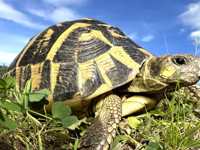 Tortue Hermann Massif Des Maures Provence Fbonin Tortupolefrance