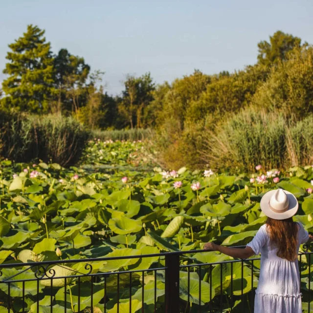 Lotus Etang Fontmerle Villedemougins Omlv