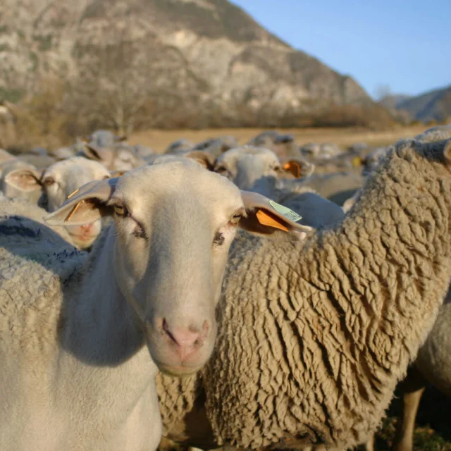 Brebis Transhumance Montdauphin Hautes Alpes Cchillio