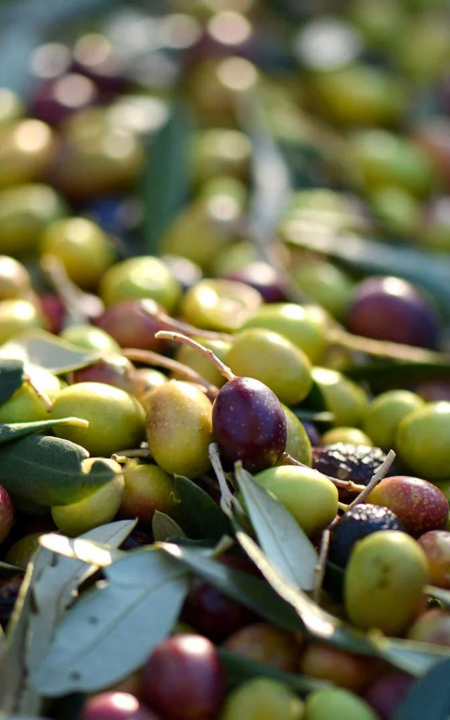 Olives Provence Artvision So