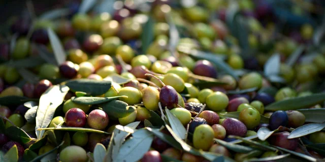 Olives Provence Artvision So