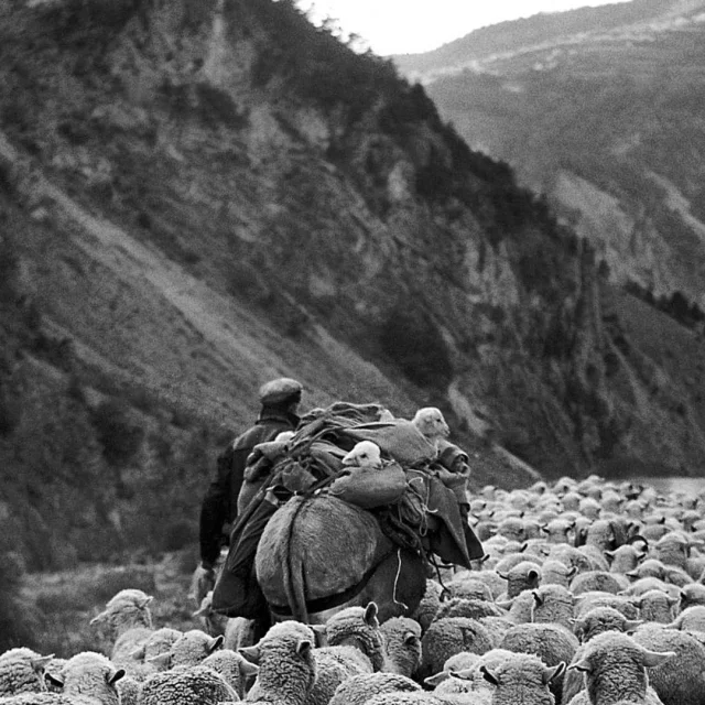 Sheep transhumance, Alpes-Maritimes, France
1958000
La transhumance des moutons, Alpes-Maritimes
19580000