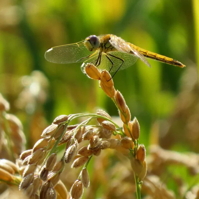 Riz De Camargue Eseguier