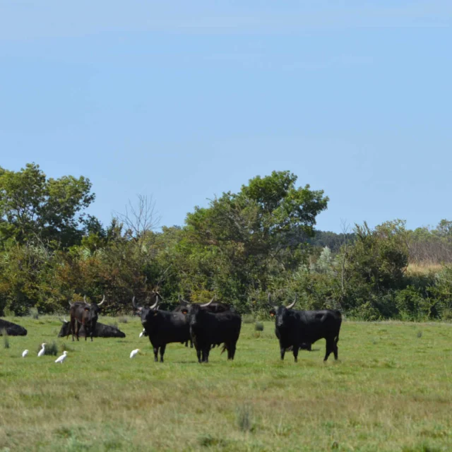 Taureaux Syndicat Aop Taureau De Camargue Licard