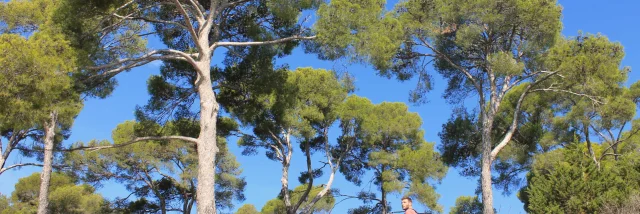 Arbres Plage De Lestagnol Bormes Les Mimosas Cchillio