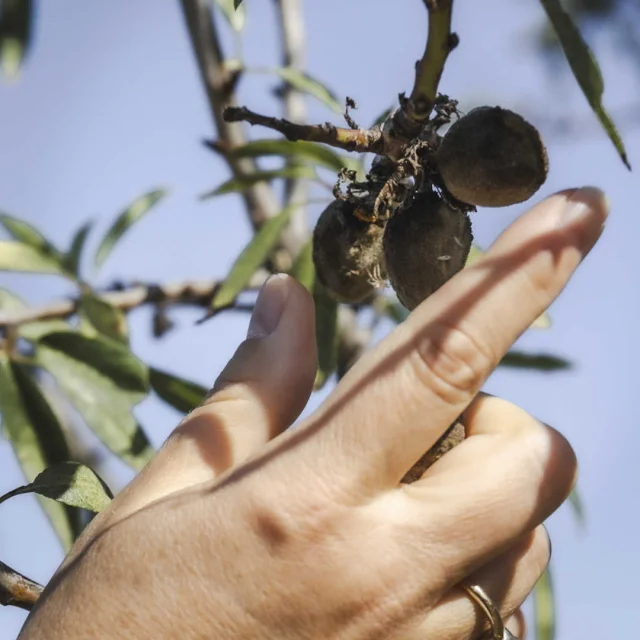 Cueillette d'amandes à la main