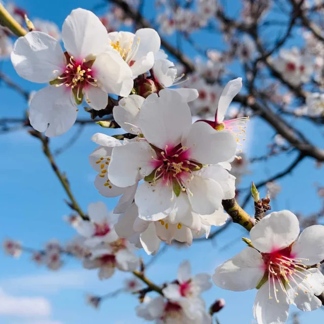 Branche d'amandier en fleurs