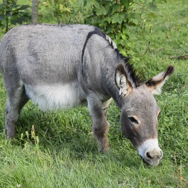 Ane miniature dans un pré