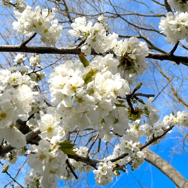 Branches de cerisier en fleurs