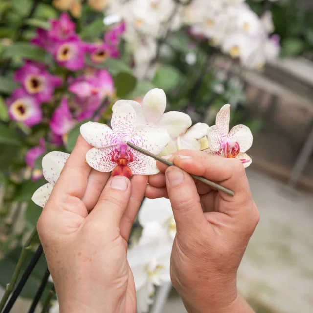 Mains d'une cultivatrice d'orchidées dans une serre