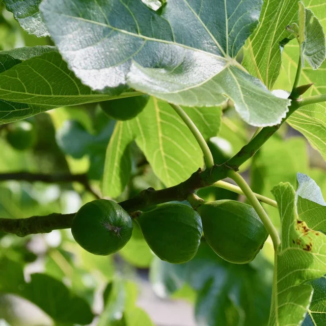 Figues vertes sur une branche de figuier