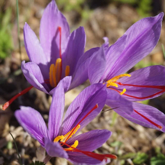 Fleurs crocus sativus