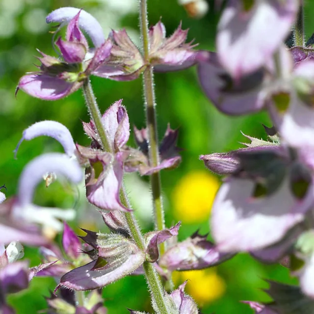 Fleurs de sauge sclarée