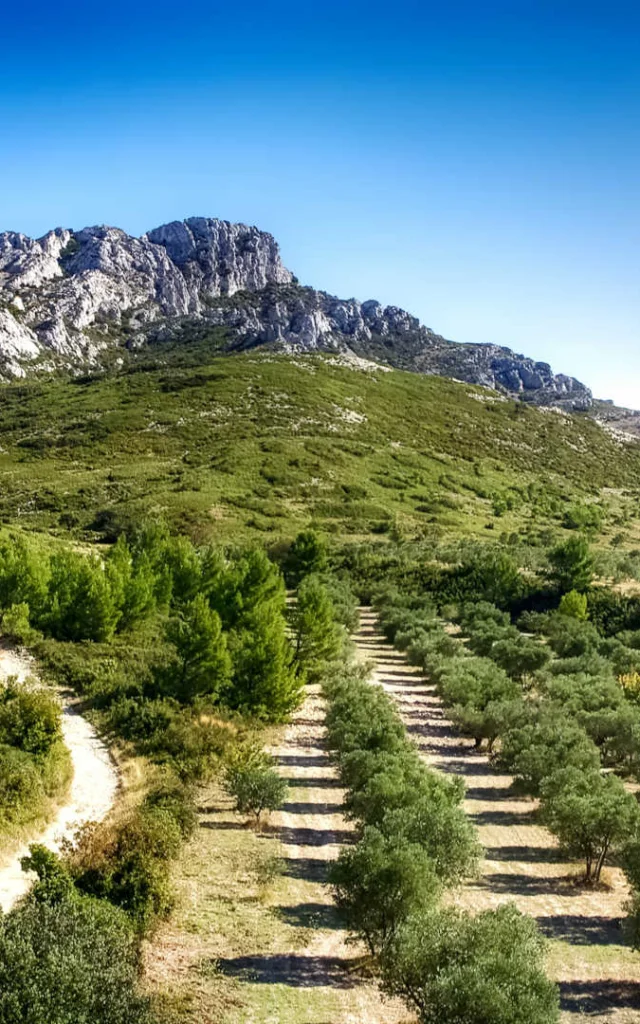 Champ d'oliviers au pied du massif des Alpilles