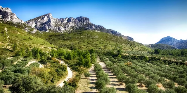 Champ d'oliviers au pied du massif des Alpilles