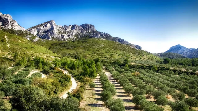 Olivenbaumfeld am Fuße des Alpilles-Massivs