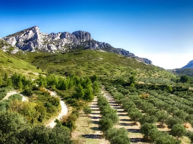 Champ d'oliviers au pied du massif des Alpilles