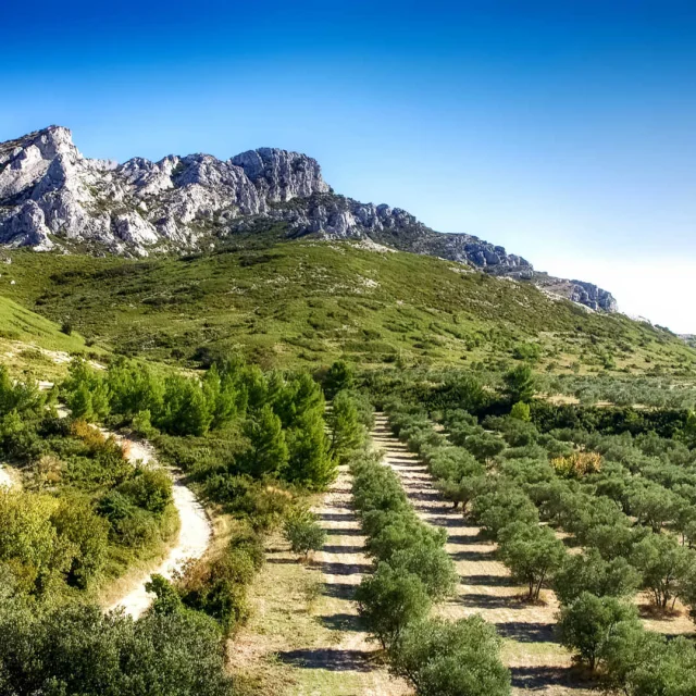 Champ d'oliviers au pied du massif des Alpilles