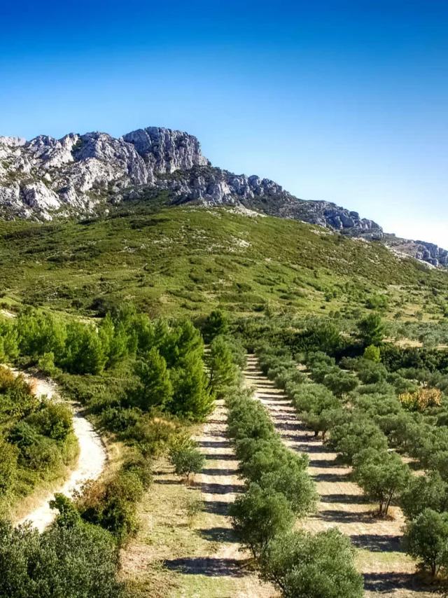 Olivenbaumfeld am Fuße des Alpilles-Massivs