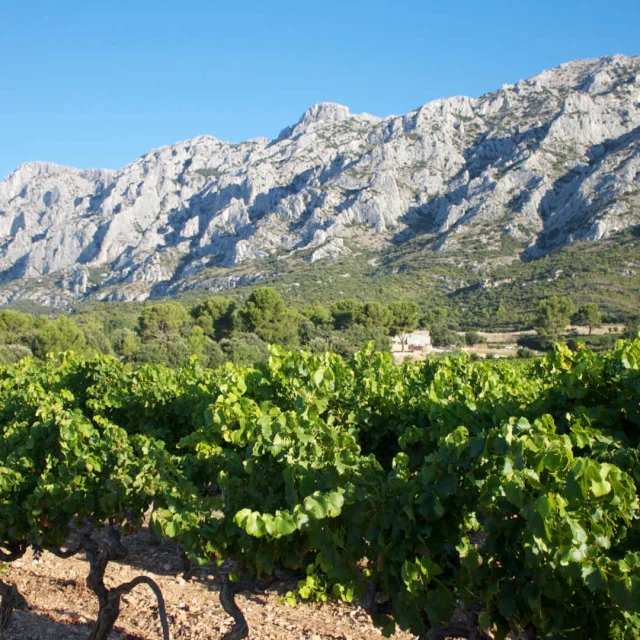Vignes devant la montagne Saint-Victoire