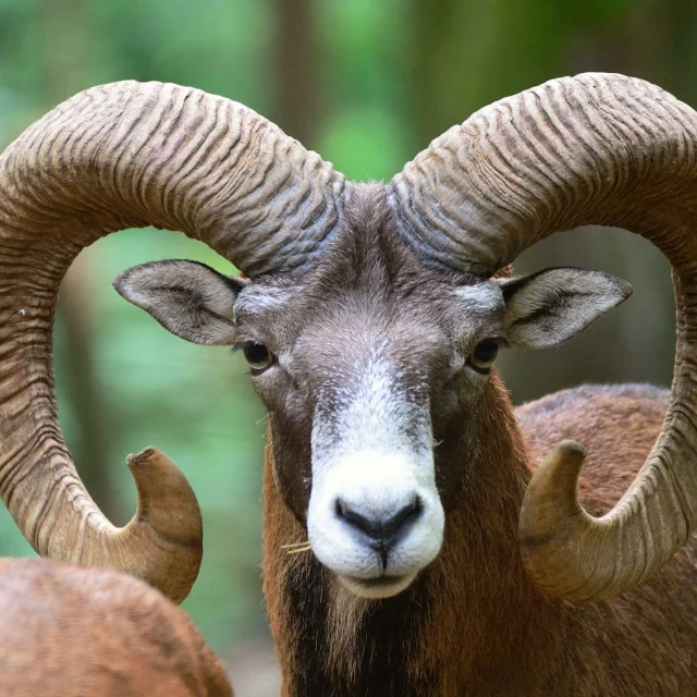 Mouflon à cornes face caméra